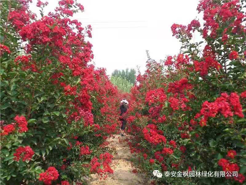 河北金鼎建筑工程集團(tuán)有限公司 河北金鼎建筑工程集團(tuán)有限公司